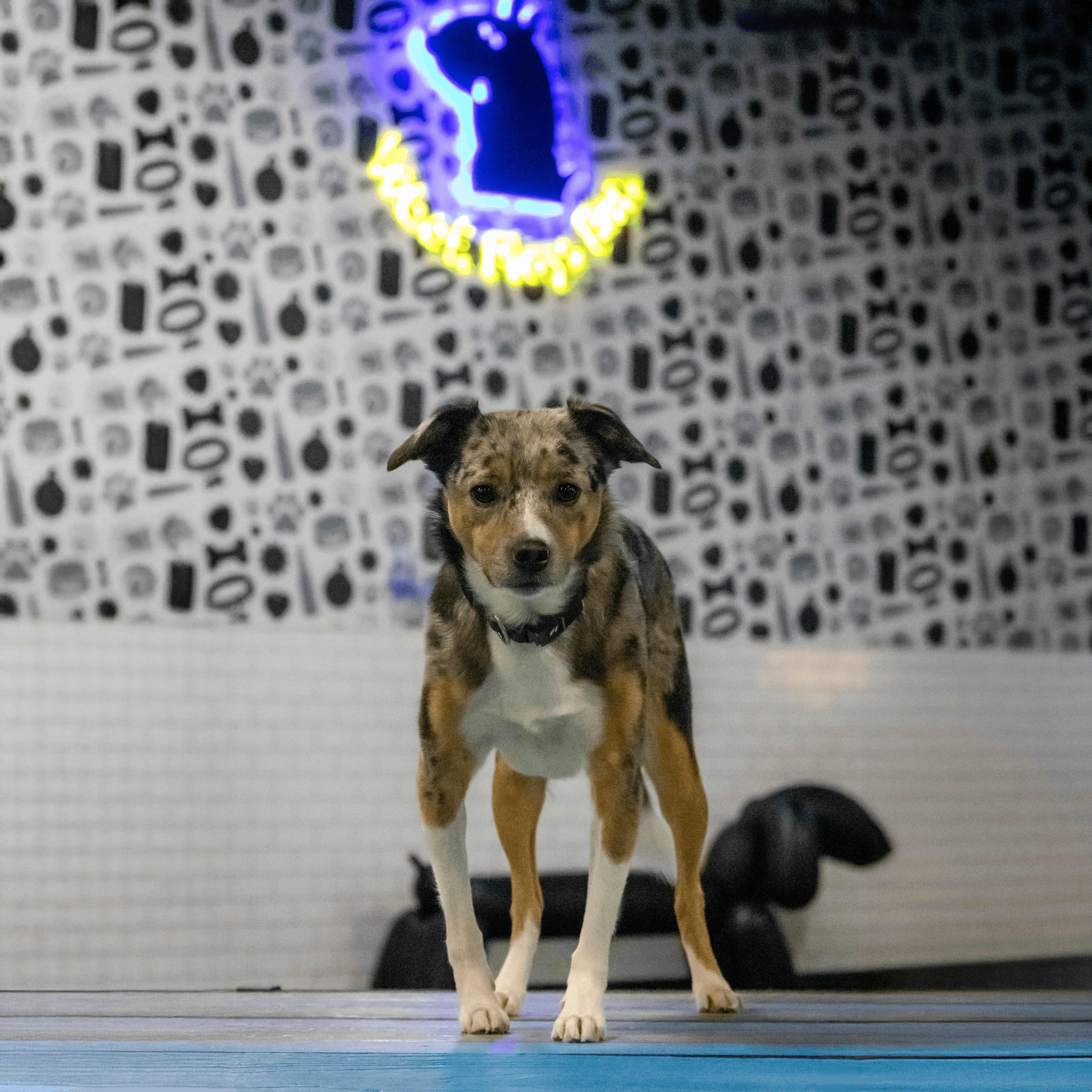 Dogs playing in a dog-friendly restaurant with logo on the wall